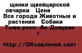 щенки щвейцарской овчарки › Цена ­ 15 000 - Все города Животные и растения » Собаки   . Тыва респ.,Ак-Довурак г.